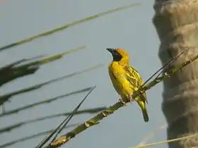 Foto: Alain Fossé ()