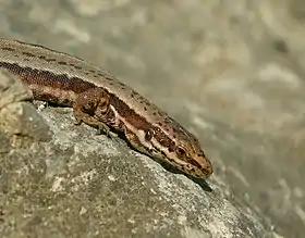 Podarcis muralis, detalhe parte anterior