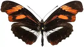 Podotricha telesiphe, uma espécie de Heliconiini que mimetiza outra borboleta da mesma tribo, Heliconius telesiphe.
