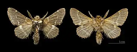 Macho da espécie  MHNT