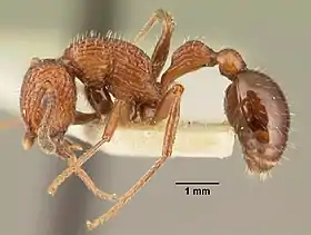 Poecilomyrma senirewae