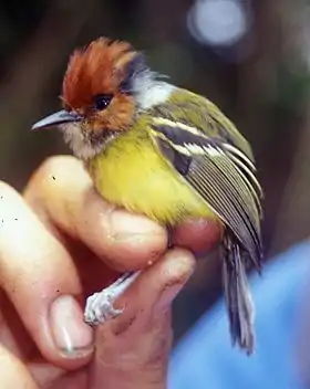 Rufous-crowned Tody-Flycatcher(P. ruficeps)