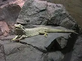 Pogona vitticeps  no jardim zoológico de Cincinnati.