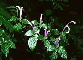 Poikilacanthus macranthus