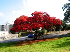 Poinciana
