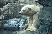 O urso polar é a maior espécie viva de ursídeo, como também é o maior predador terrestre. Somente o urso de Kodiak rivaliza com este neste aspecto. O maior urso-polar registrado, com um peso de 1,002 kg (2,209 lb), era um macho morto em Kotzebue Sound, no noroeste do Alaska, em 1960.