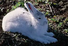 Lebre-ártica com pelagem de Inverno