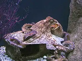 Exemplo de cefalópode