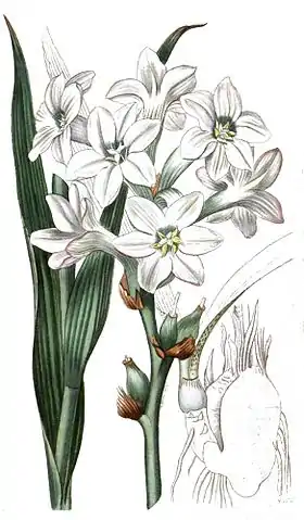 Polianthes tuberosa