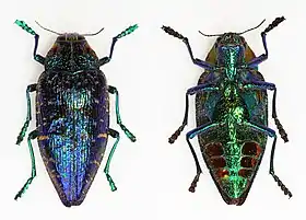 Polybothris sumptuosa, vista superior (esquerda) e inferior (direita), encontrada em Madagáscar, na África.