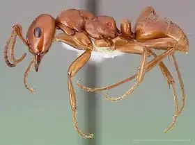 Polyergus breviceps