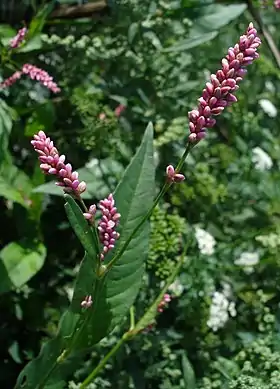Polygonum persicaria