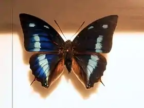 Vista superior do macho de P. cyanea (ex Anaea cyanea).