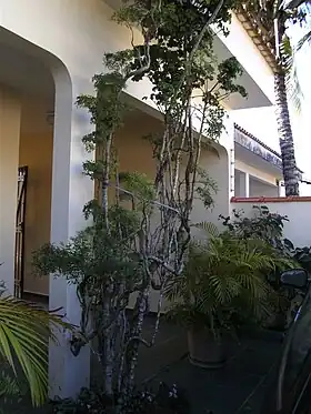 Polyscias guilfoylei e Polyscias fruticosa