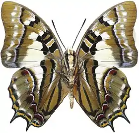 Vista inferior de Charaxes pyrrhus (ex P. pyrrhus), uma espécie do ex gênero Polyura que se encontra distribuída de Timor à Austrália. Foi a espécie-tipo do gênero.