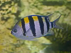 Abudefduf troschelii