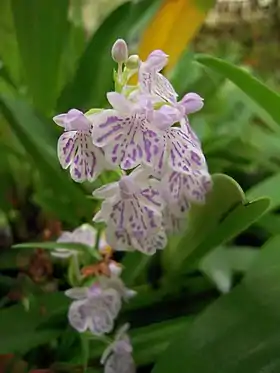 Ponerorchis graminifolia