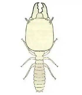Porotermes adamsoni (soldado)