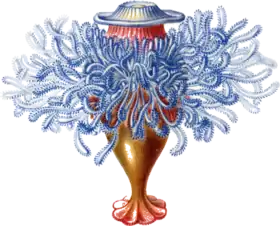 Porpema prunella (gravura da obra Kunstformen der Natur, de Haeckel).