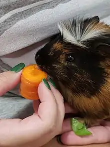 Os porquinhos-da-índia da raça Coroado