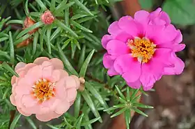 Portulaca grandiflora