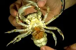 Fêmea de Potamon fluviatile com ovos entre os pleópodes.