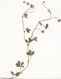Potentilla anglica