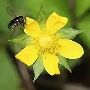 Flor de falso morango.