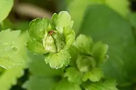 Fruto em desenvolvimento.