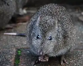 Potorous tridactylus