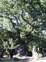 Sepulturas e vegetação