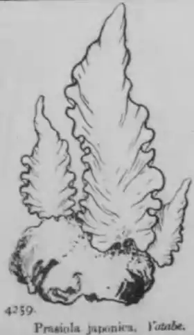 Prasiola japonica.