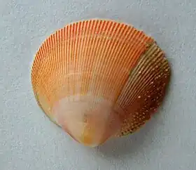 Pratulum pulchellum'