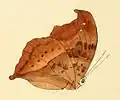 Ilustração de borboleta do gênero africano Precis, retirada de Illustrations of new species of exotic butterflies: selected chiefly from the collections of W. Wilson Saunders and William C. Hewitson. Volume II (1856).