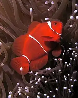 Premnas biaculeatus (macho).