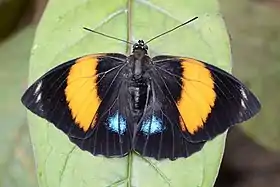 Em outras subespécies de P. amydon, dotadas de laranja nas asas, ocorre o mimetismo com outros gêneros de Lepidoptera.