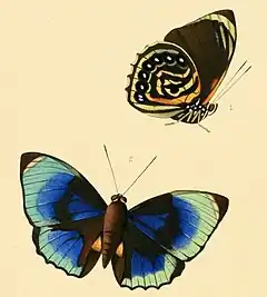 Ilustração de P. amydon phalcidon, onde ocorre uma relação de mimetismo com borboletas do gênero Asterope.