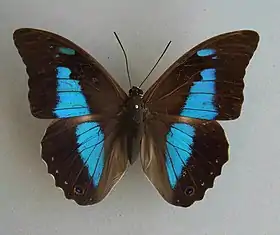 P. laertes fêmea, vista superior. Espécie-tipo do gênero.