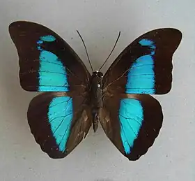 Fotografia de Mesoprepona pheridamas, vista superior. Incluída em gênero monotípico dentre os Preponini no ano de 2017, no estudo Using Molecules and Morphology to Unravel the Systematics of Neotropical Preponine Butterflies (Lepidoptera: Charaxinae: Preponini).