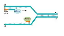 A primase sintetiza um primer de RNA o que possibilita a atuação da DNA polimerase na replicação do DNA