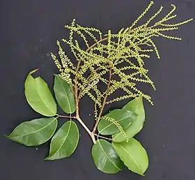 Prioria copaifera