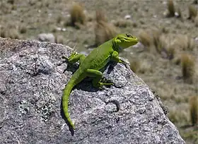 Pristidactylus achalensis