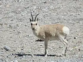 Gazela-tibetana (Procapra picticaudata)