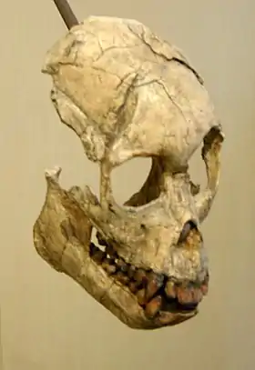 Crânio de um Proconsul heseloni