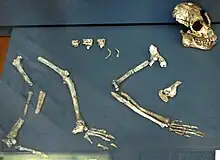 Crânio de Proconsul heseloni.