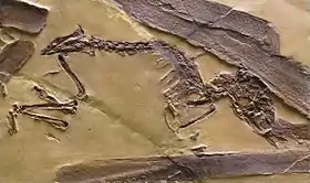 Prolagus oeningensis