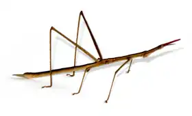 Gafanhoto proscopídeo, provavelmente pertencente ao gênero Cephalocoema.