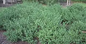 Prostanthera cuneata