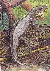 Proterogyrinus  Um anfíbio reptilomorfo  Comprimento: 2,5 m