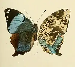 Ilustração de P. franck, vista superior (asa esquerda) e inferior (asa direita); espécie-tipo do gênero; retirada de Rhopalocera Malayana: a description of the butterflies of the Malay peninsula, 1882-1886.